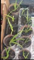 PLANTS  - Photo 7 of 9