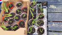 PLANTS  - Photo 8 of 9