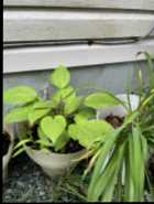 Plants - Photo 1 of 5