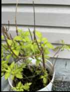 Plants - Photo 2 of 5