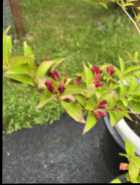 Plants - Photo 3 of 5