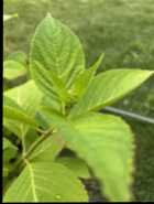 Plants - Photo 4 of 5
