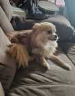 Pomeranian