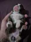Pomeranian puppy - Photo 1 of 4