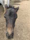 NL Pony Colt