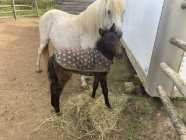NL Pony Colt - Photo 1 of 4