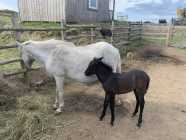 NL Pony Colt - Photo 2 of 4