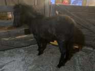 NL Pony Colt - Photo 4 of 5