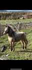 pony 