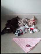 Pound puppies - Photo 2 of 3
