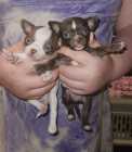 Pretty chihuahua puppies!