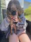 Pug & Brussels Griffon Puppies - Photo 1 of 4