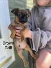 Pug & Brussels Griffon Puppies