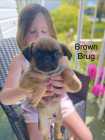 Pug & Brussels Griffon Puppies - Photo 2 of 4