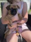 Pug & Brussels Griffon Puppies - Photo 3 of 4