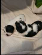 Puppies for sale - Photo 1 of 6