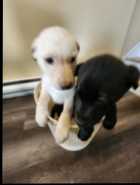 Puppies  - Photo 1 of 2