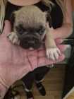 Puppies need a good home