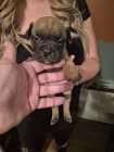 Puppies need a good home - Photo 1 of 8