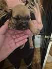 Puppies need a good home - Photo 2 of 8