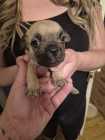 Puppies need a good home - Photo 3 of 8