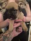 Puppies need a good home - Photo 4 of 8