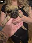 Puppies need a good home - Photo 5 of 8