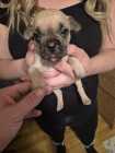 Puppies need a good home - Photo 6 of 8