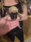 Puppies need a good home - Photo 7 of 8