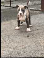 Puppies ready to go ! - Photo 8 of 12