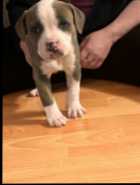 Puppies ready to go ! - Photo 1 of 7