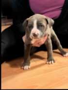 Puppies ready to go ! - Photo 2 of 7