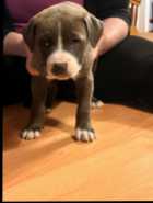 Puppies ready to go ! - Photo 3 of 7
