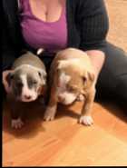 Puppies ready to go ! - Photo 4 of 7