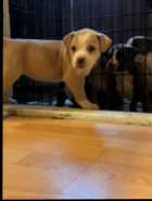 Puppies ready to go ! - Photo 5 of 7