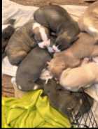 Puppies ready to go ! - Photo 6 of 7
