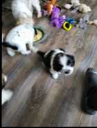 Puppy for sale - Photo 1 of 3