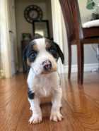 Puppy for sale  - Photo 1 of 2