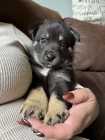 Puppy to rehome 