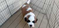 Pure bred st bernard pup - Photo 1 of 3