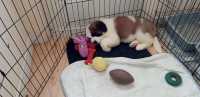 Pure bred st bernard pup - Photo 2 of 3
