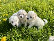 Pure Breed Bishon Frise Puppies