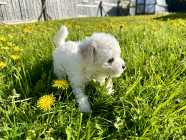 Pure Breed Bishon Frise Puppies - Photo 1 of 6