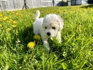 Pure Breed Bishon Frise Puppies - Photo 2 of 6