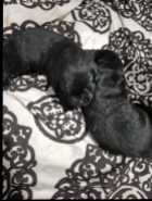 Purebred American Labrador Retriever Puppies - Photo 1 of 6