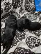 Purebred American Labrador Retriever Puppies - Photo 2 of 6