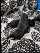 Purebred American Labrador Retriever Puppies - Photo 3 of 6