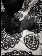 Purebred American Labrador Retriever Puppies - Photo 4 of 6