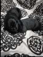 Purebred American Labrador Retriever Puppies - Photo 5 of 6