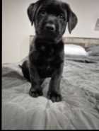 Purebred American Labrador Retriever Puppies